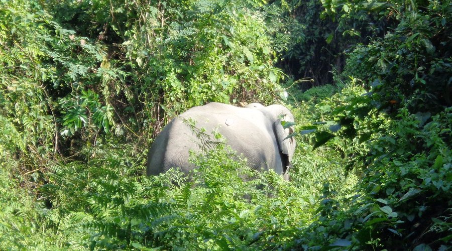 Dooars Wildlife & Nature Escape 4N 5D